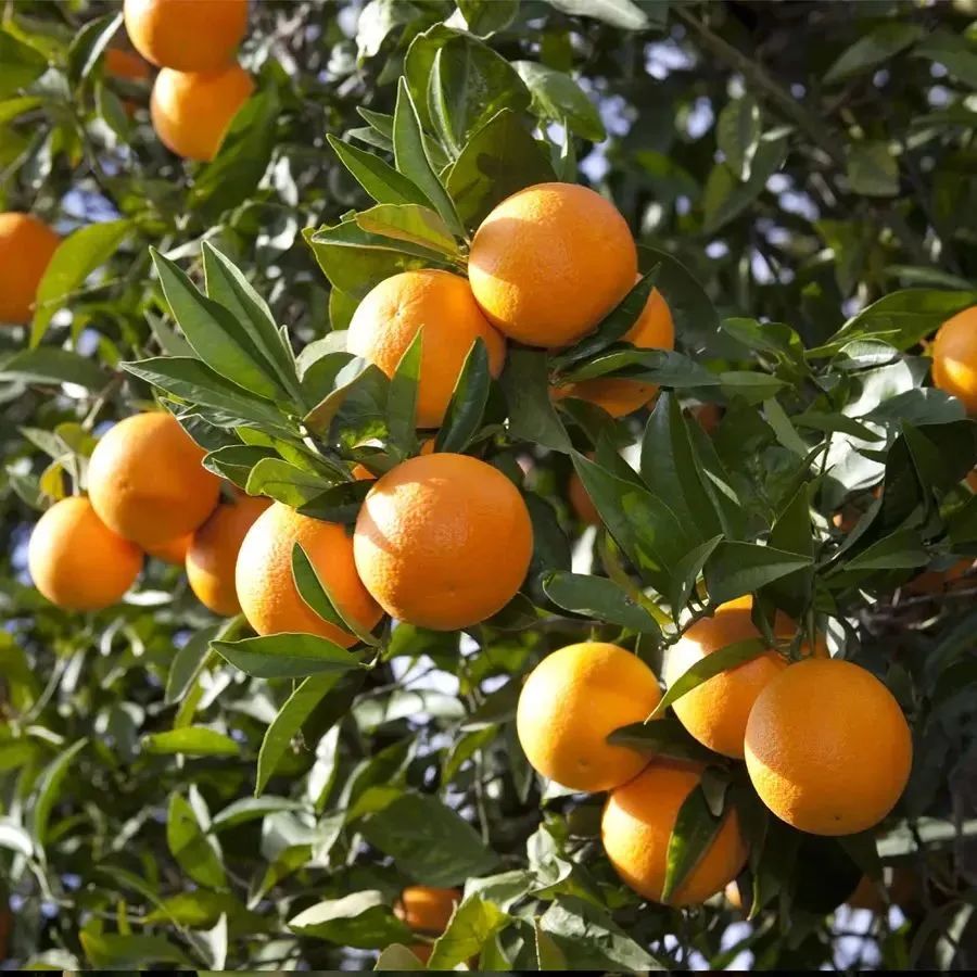 于都富硒水果简介(于都富硒产业发展中心)-硒宝网