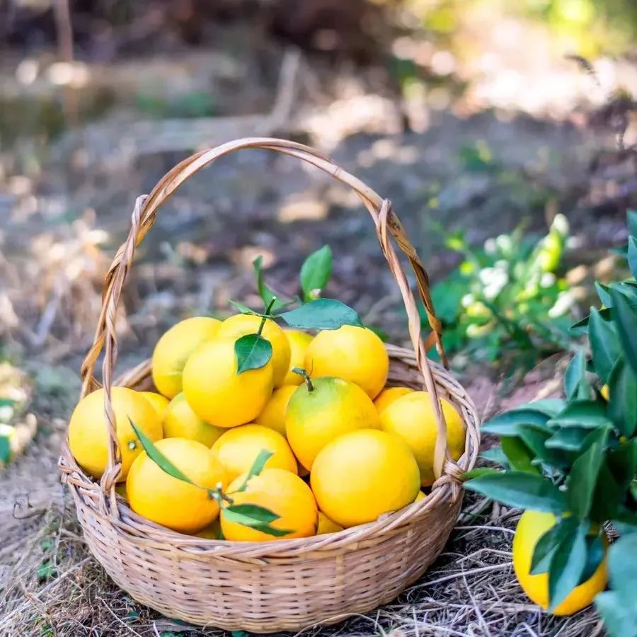 于都富硒水果简介(于都富硒产业发展中心)-硒宝网