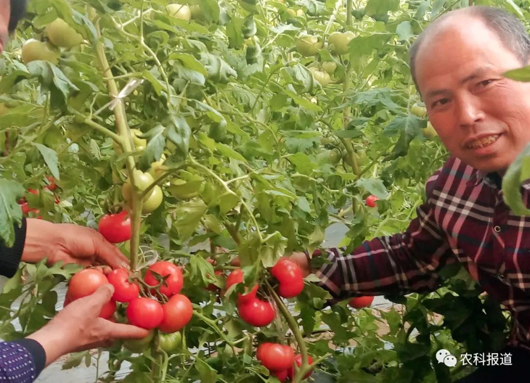 凉山富硒水果种植(富硒苹果种植技术)-硒宝网