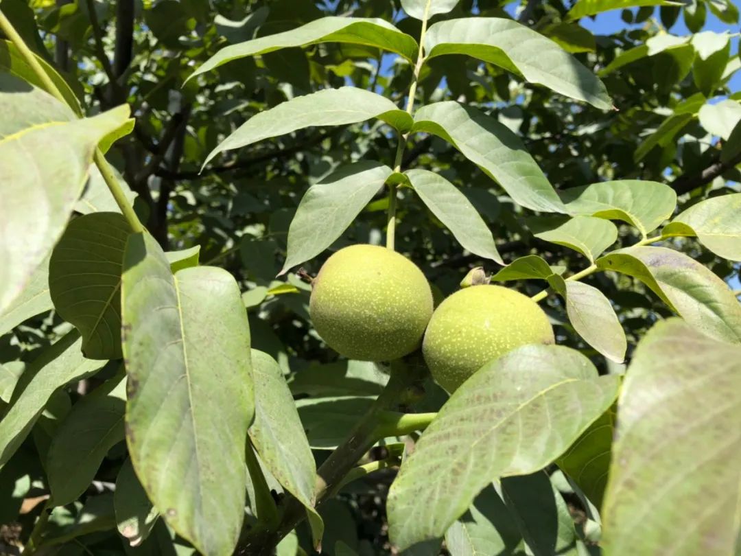 田园富硒水果采摘（田园采摘水果富硒的好处）-硒宝网