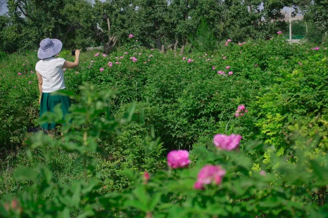 田园富硒水果采摘（田园采摘水果富硒的好处）-硒宝网