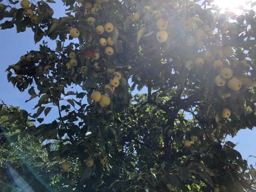田园富硒水果采摘（田园采摘水果富硒的好处）-硒宝网