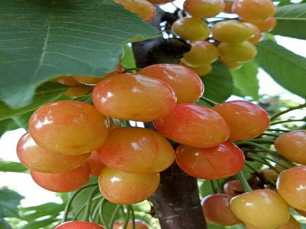 沂源富硒水果管理(富硒果蔬)-硒宝网