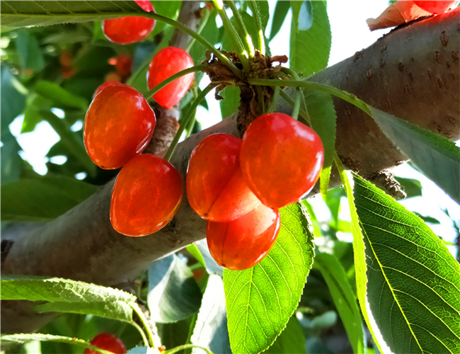 沂源富硒水果管理(富硒果蔬)-硒宝网