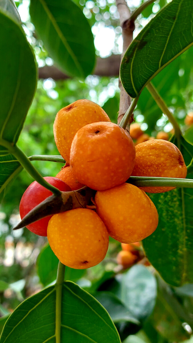 富硒水果种植基地(富硒果园)-硒宝网
