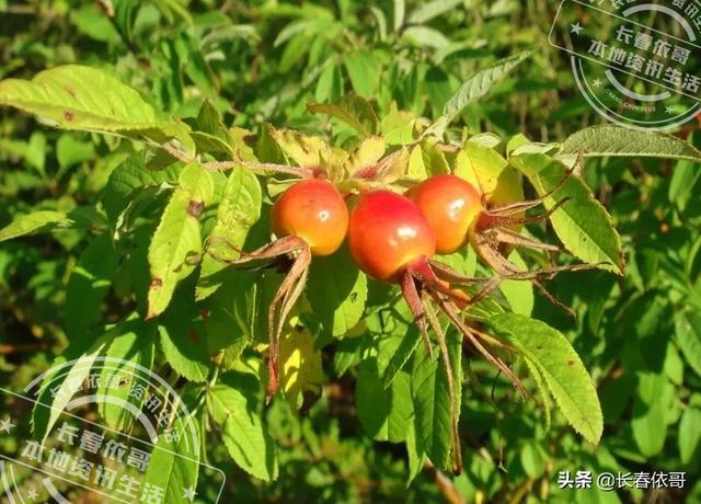 富硒水果种植基地(富硒果园)-硒宝网