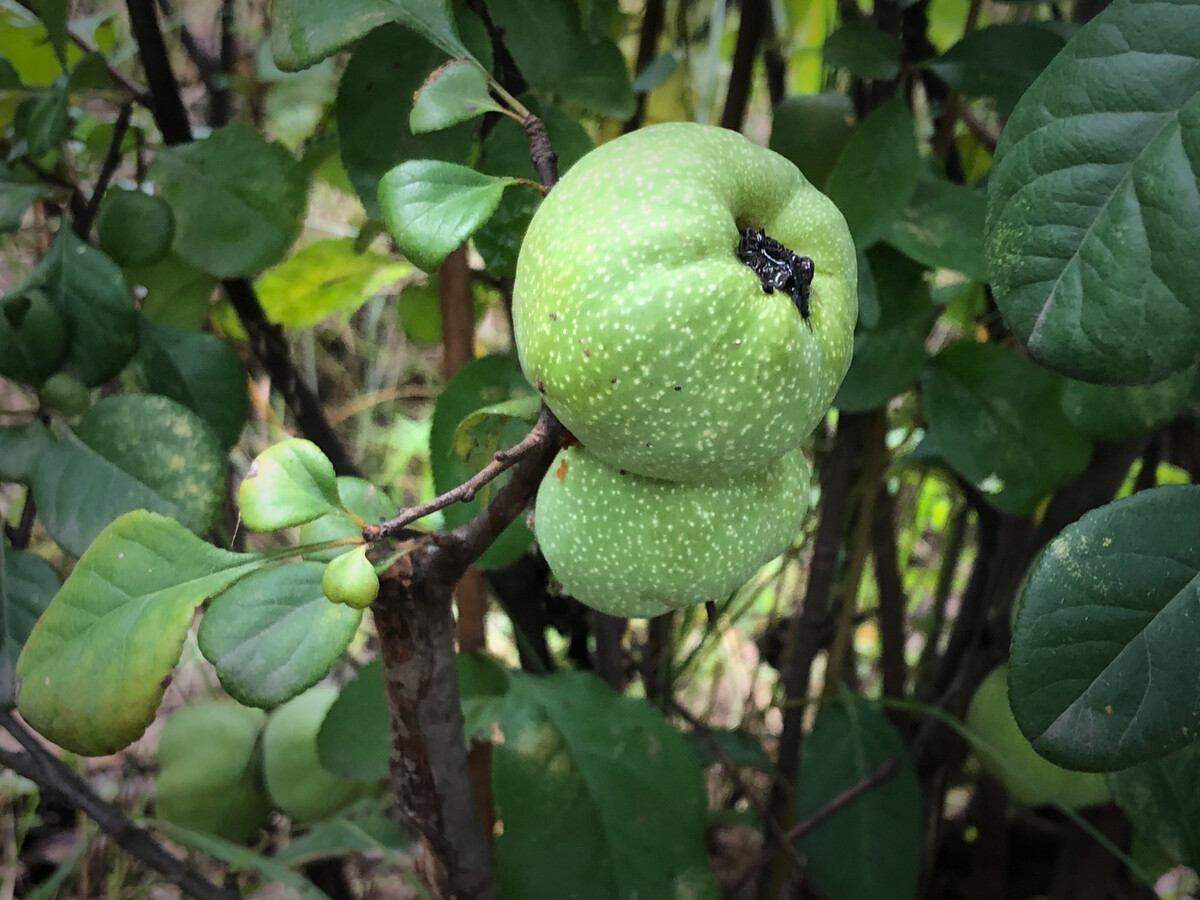 富硒水果种植基地(富硒果园)-硒宝网