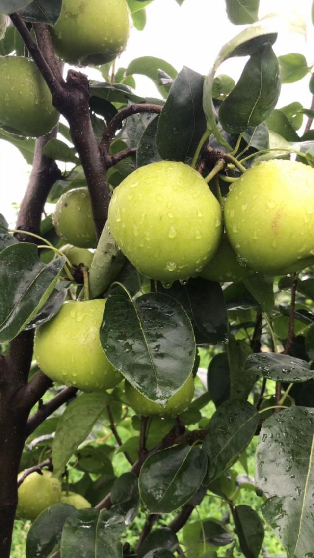 江苏富硒水果采摘(江苏富硒农业网)-硒宝网