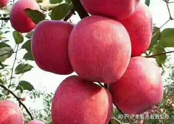 江苏富硒水果包装（富硒果园）-硒宝网