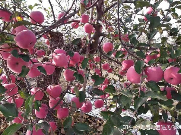 江苏富硒水果包装（富硒果园）-硒宝网