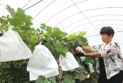 富硒葡萄水果文案(文案水果葡萄富硒的句子)-硒宝网