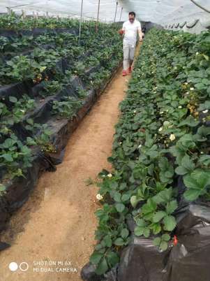 富硒葡萄水果文案(文案水果葡萄富硒的句子)-硒宝网