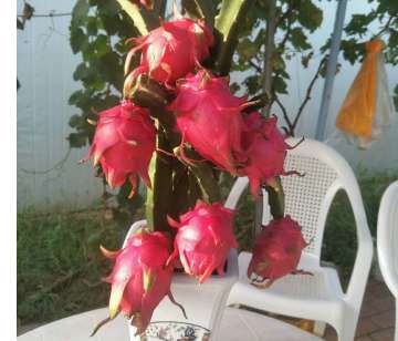 富硒葡萄水果文案(文案水果葡萄富硒的句子)-硒宝网