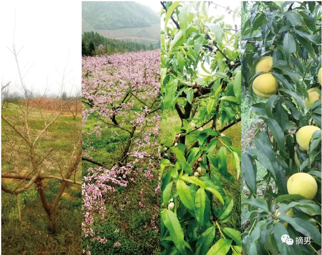 如何栽植富硒水果(水果栽植富硒好吗)-硒宝网