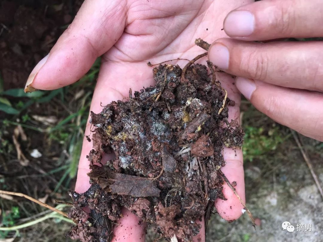 如何栽植富硒水果(水果栽植富硒好吗)-硒宝网