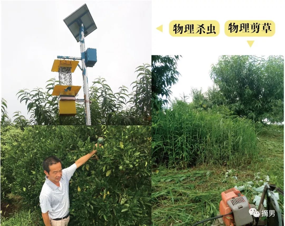 如何栽植富硒水果(水果栽植富硒好吗)-硒宝网