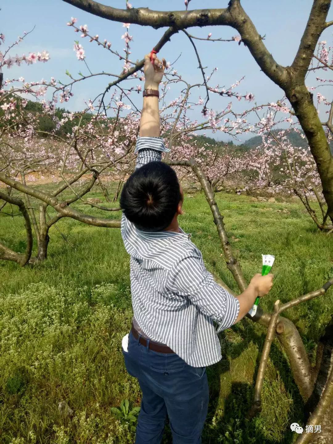 如何栽植富硒水果(水果栽植富硒好吗)-硒宝网