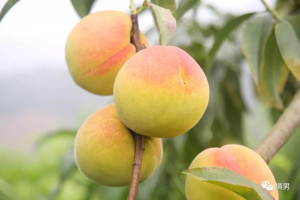 如何栽植富硒水果(水果栽植富硒好吗)-硒宝网