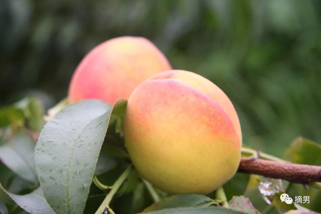 如何栽植富硒水果(水果栽植富硒好吗)-硒宝网