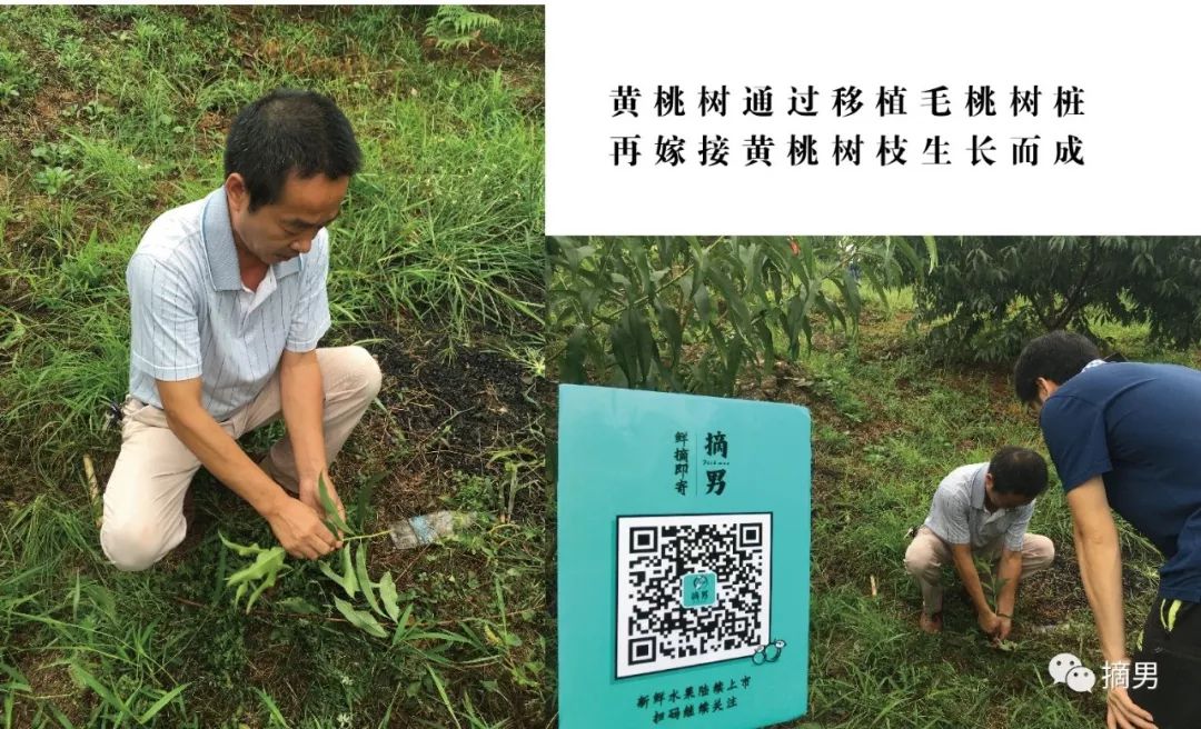 如何栽植富硒水果(水果栽植富硒好吗)-硒宝网