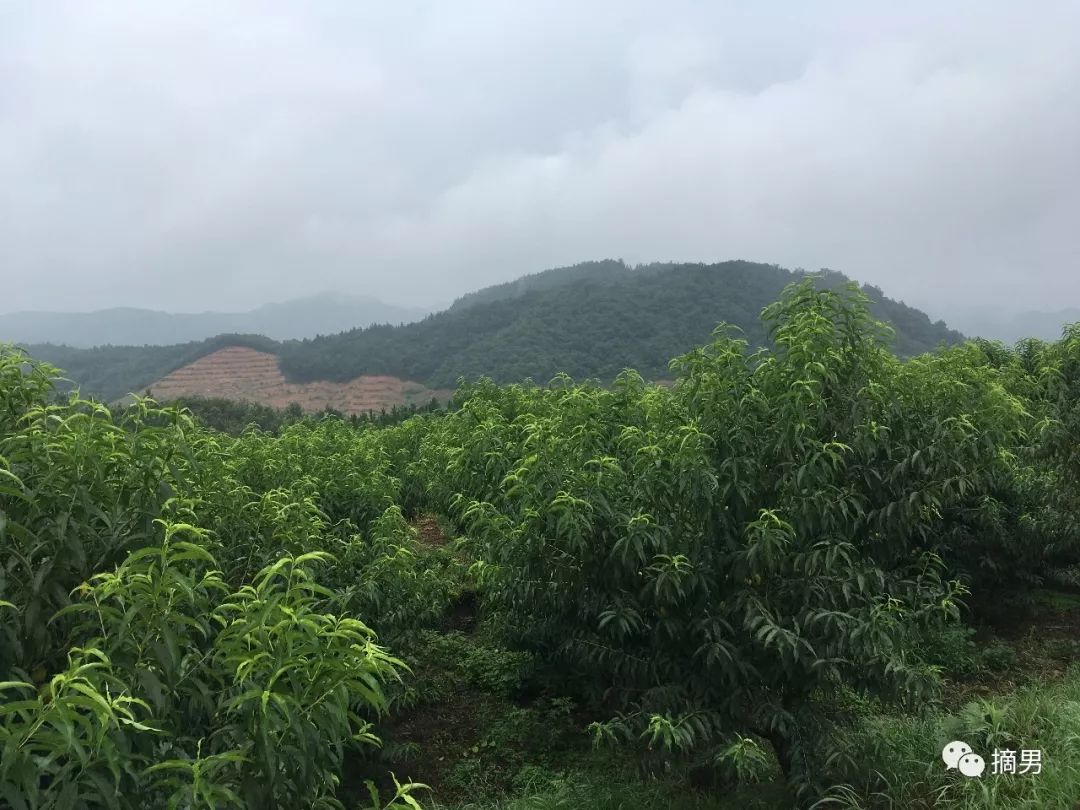 如何栽植富硒水果(水果栽植富硒好吗)-硒宝网