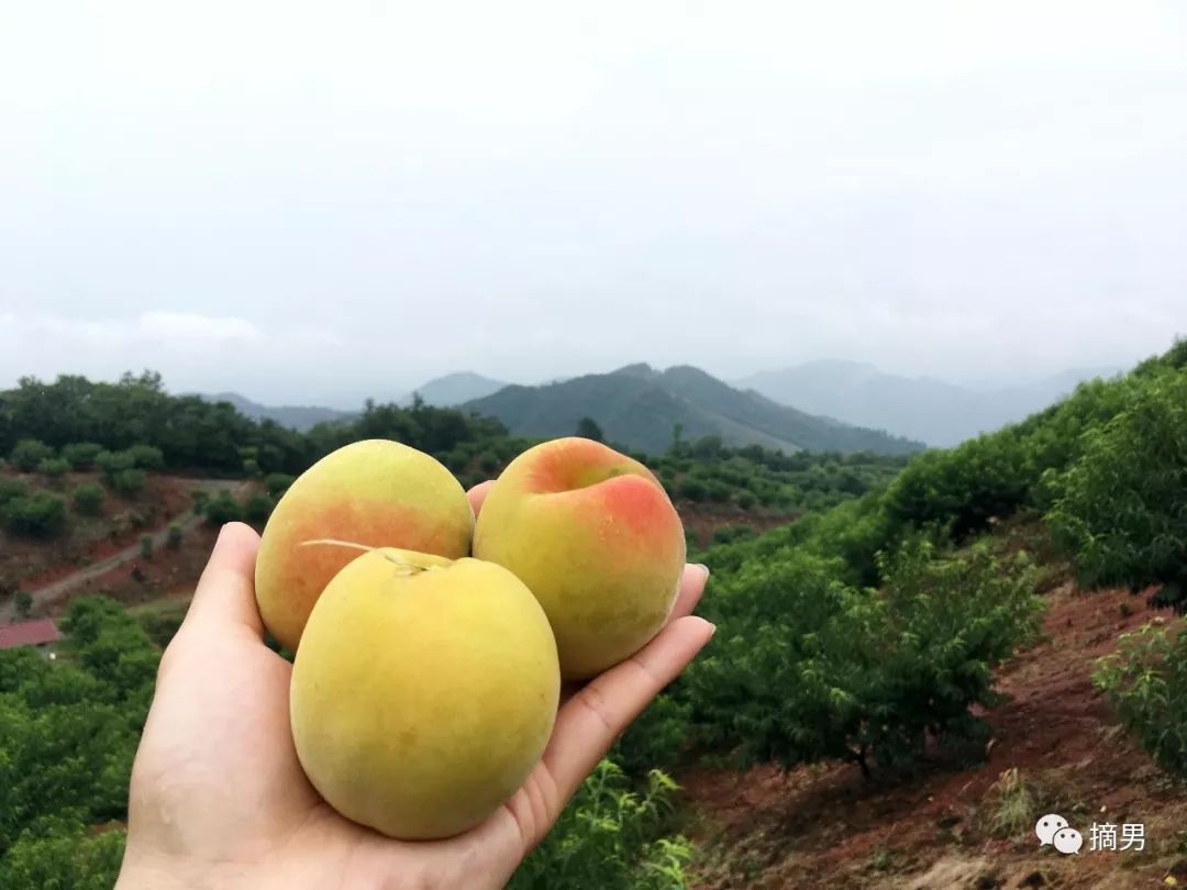 如何栽植富硒水果(水果栽植富硒好吗)-硒宝网