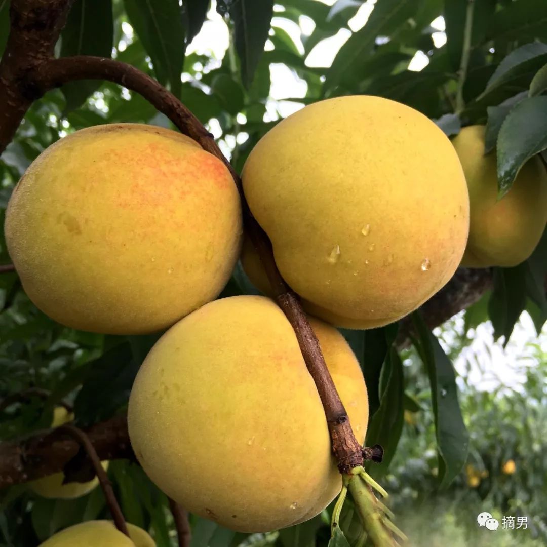 如何栽植富硒水果(水果栽植富硒好吗)-硒宝网