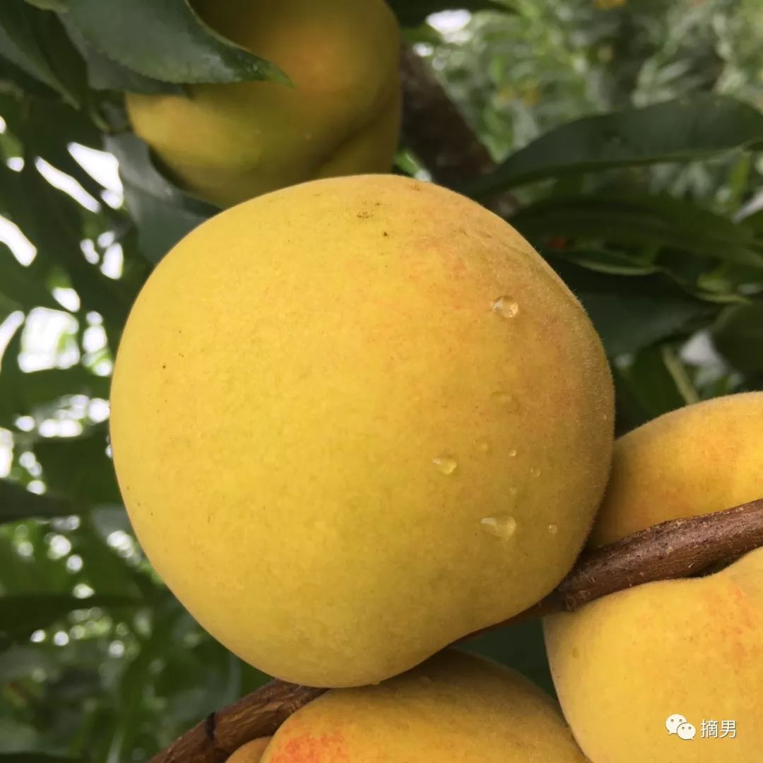 如何栽植富硒水果(水果栽植富硒好吗)-硒宝网