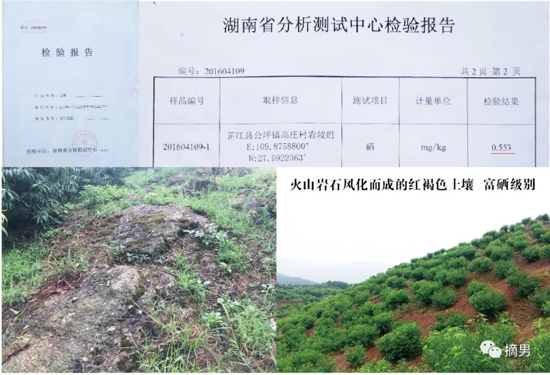 如何栽植富硒水果(水果栽植富硒好吗)-硒宝网