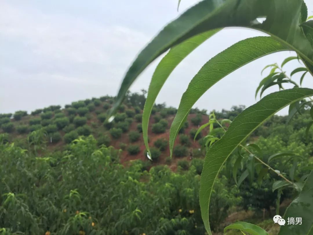 如何栽植富硒水果(水果栽植富硒好吗)-硒宝网