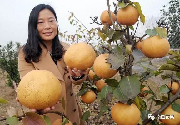 如何栽植富硒水果(富硒对水果的作用如何)-硒宝网