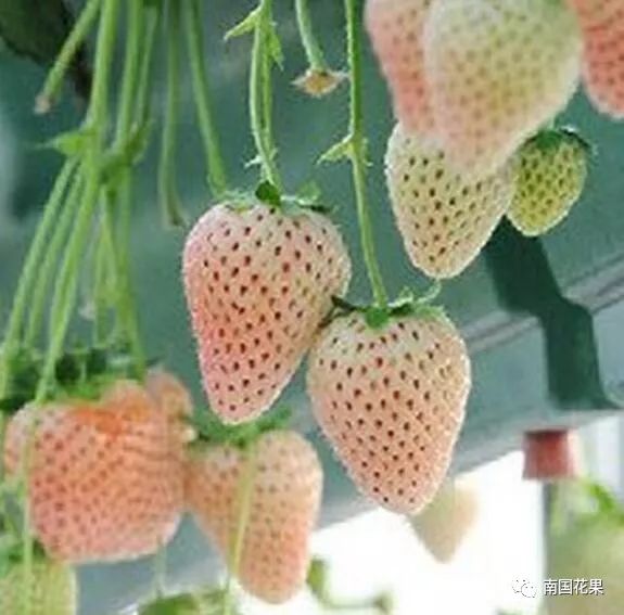 如何栽植富硒水果(富硒对水果的作用如何)-硒宝网