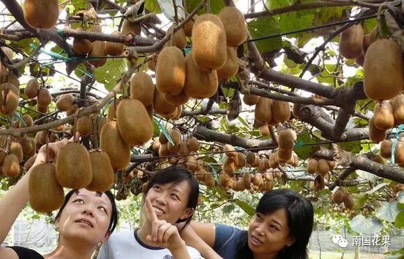 如何栽植富硒水果(富硒对水果的作用如何)-硒宝网