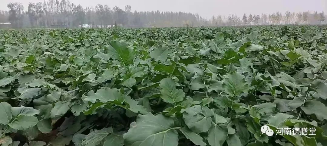 富硒水果萝卜礼盒(萝卜含硒吗)-硒宝网