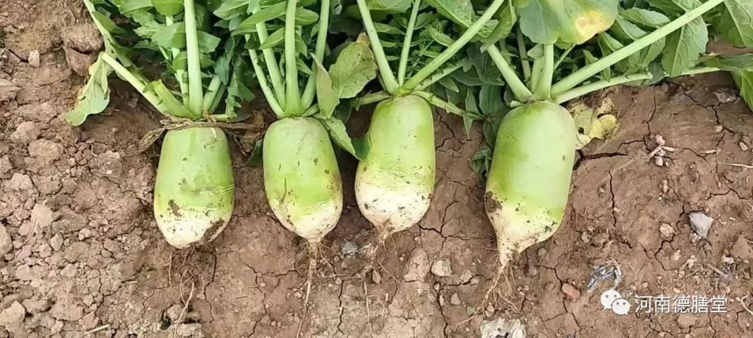 富硒水果萝卜礼盒(萝卜含硒吗)-硒宝网