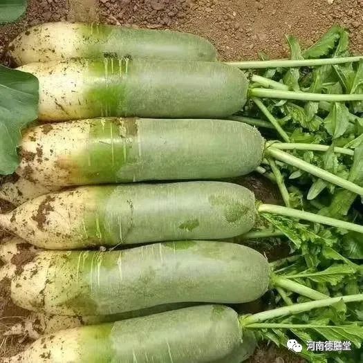 富硒水果萝卜礼盒(萝卜含硒吗)-硒宝网