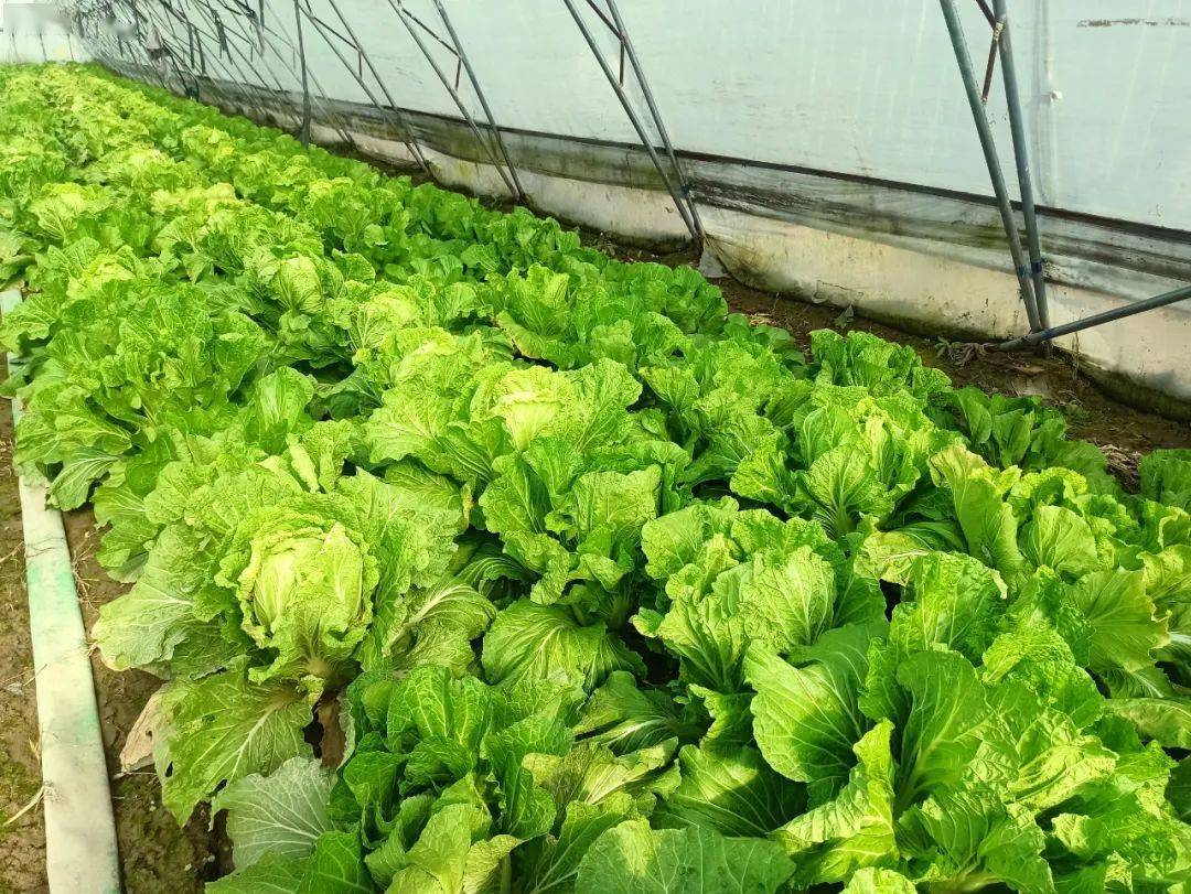 富硒水果萝卜种植(富硒水果萝卜礼盒)-硒宝网