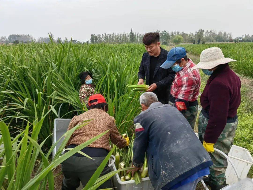 富硒水果萝卜种植(富硒水果萝卜礼盒)-硒宝网
