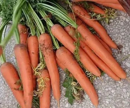 富硒水果萝卜礼盒(水果萝卜礼品盒)-硒宝网