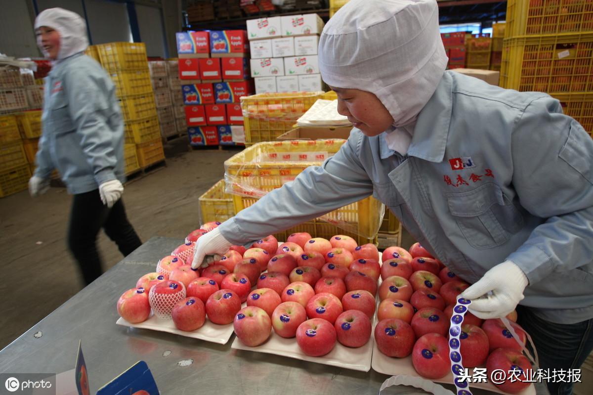 陕西富硒水果出口(陕西富硒食品)-硒宝网