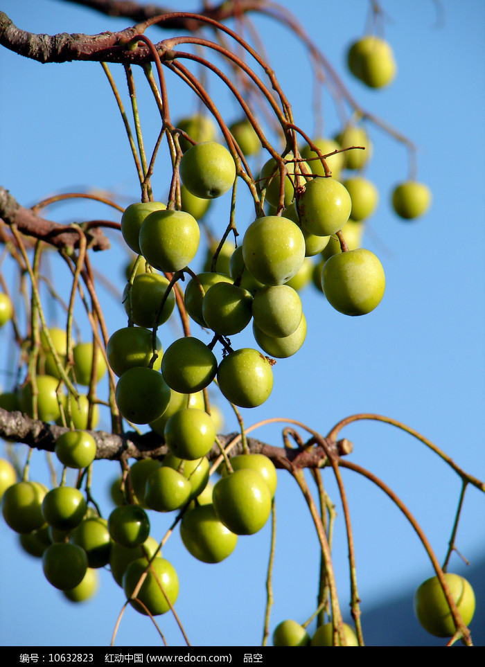 贵州富硒水果种植（贵州水果种植富硒基地）-硒宝网
