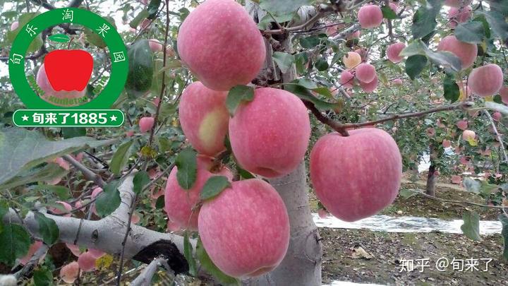 富硒水果产业规划（水果产业化）-硒宝网