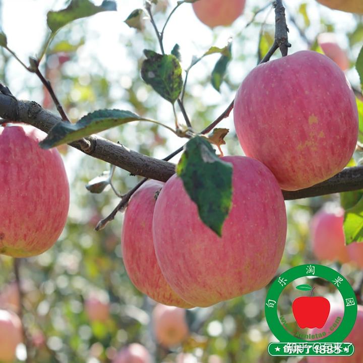 富硒水果产业规划（水果产业化）-硒宝网