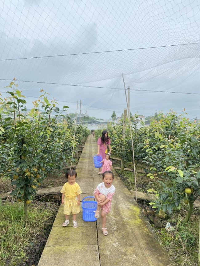 富硒水果采摘活动(水果采摘活动主题)-硒宝网