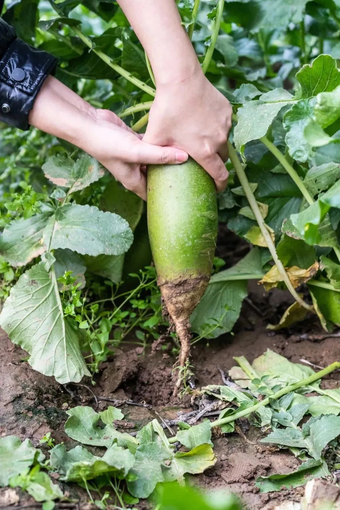 富硒正宗水果萝卜(富硒水果萝卜礼盒)-硒宝网