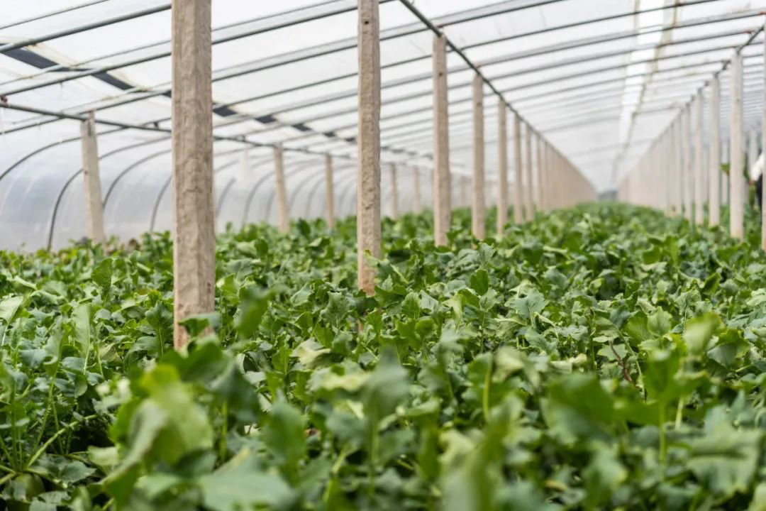 富硒正宗水果萝卜(富硒水果萝卜礼盒)-硒宝网