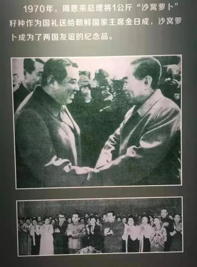 富硒正宗水果萝卜(富硒水果萝卜礼盒)-硒宝网