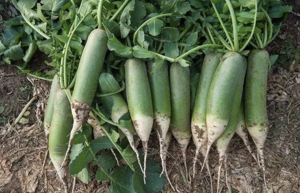 富硒正宗水果萝卜(富硒水果萝卜礼盒)-硒宝网