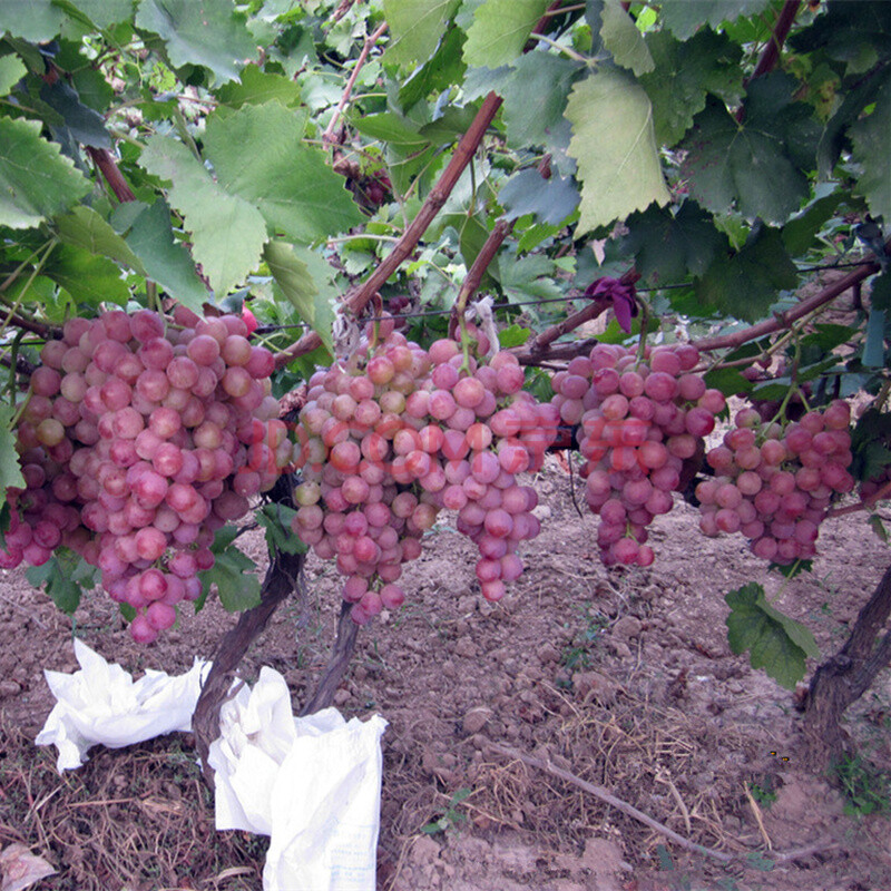 毕节富硒水果种植(水果种植毕节富硒产量)-硒宝网