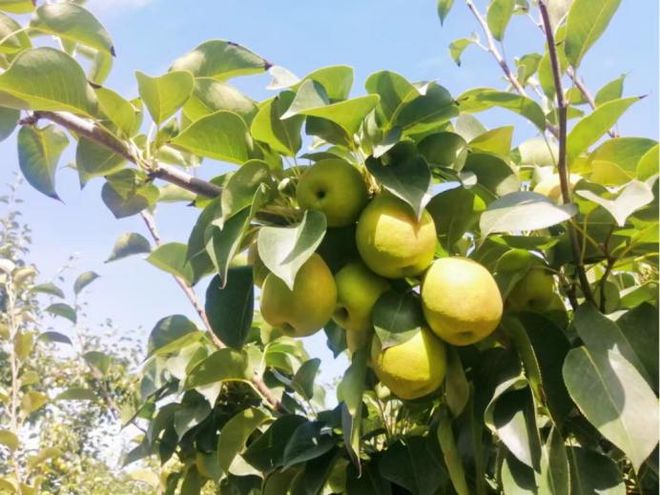 富硒水果种植价格（富硒水果标准）-硒宝网
